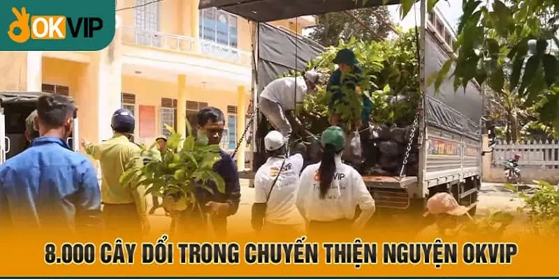 Cây dổi được liên minh tuyển chọn kỹ lưỡng 